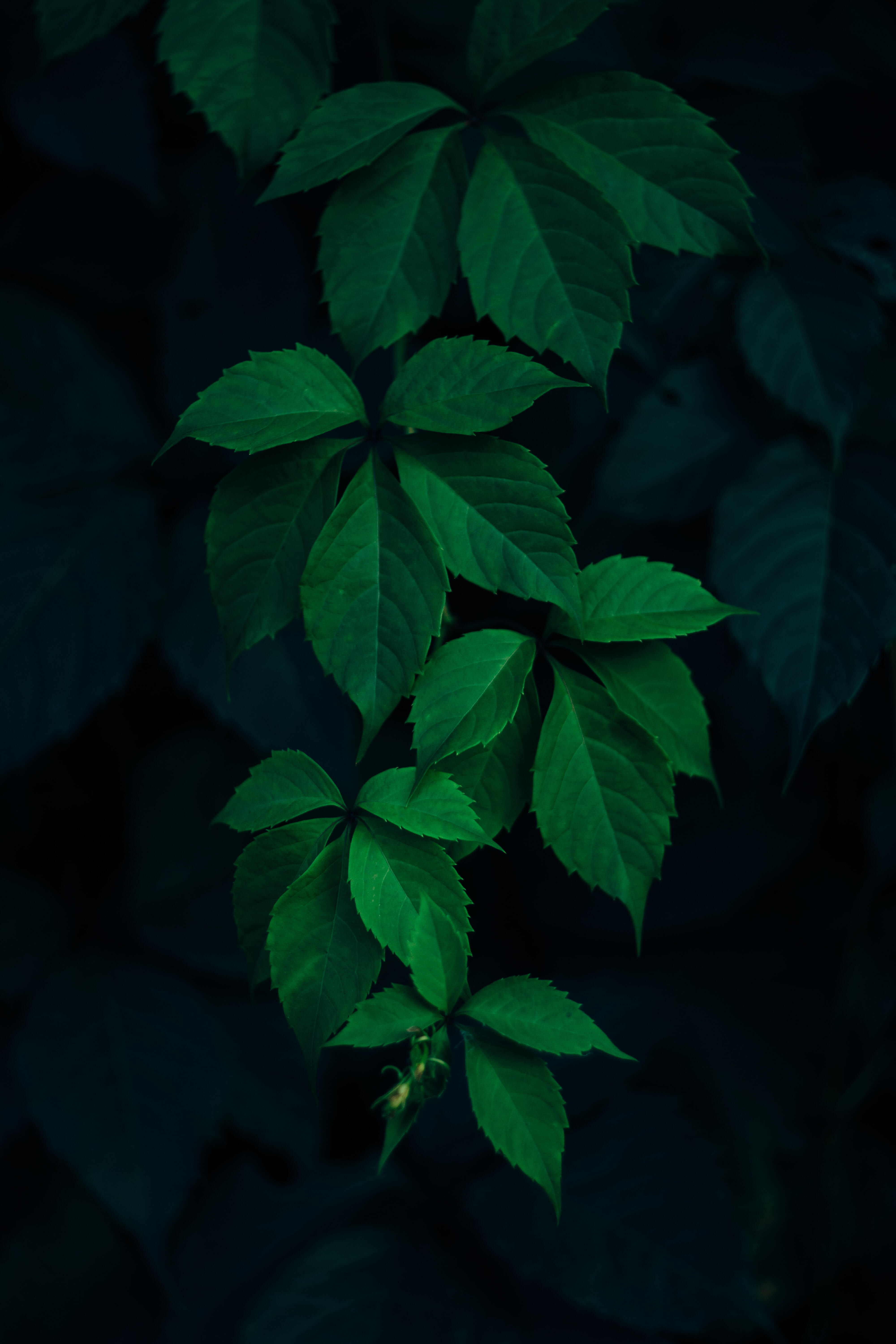 Green leaves on a dark leafy background.
